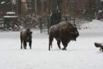 Zwei Wisente (Bison bonasus) am 9.1.2010 im dichten Schneetreiben im Tierpark Berlin.