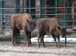 Zwei kleine Wisente (Bison bonasus) am 25.2.2.2010 im Zoo Berlin.