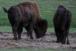 Amerikanische Waldbisons (Bison bison athabascae) am 13.9.2010 im Toronto Zoo.