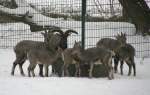 Eine Gruppe Blauschafe (Pseudois nayaur) am 9.1.2010 im Tierpark Berlin.