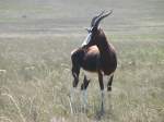 Der Buntbock ist eine endemische Antilope in der suedlichen Western Cape Provinz in Suedafrika.