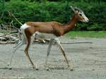 Mhorrgazelle (Nanger dama mhorr).