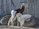 Diese Damagazelle war Mitte Dezember 2010 im Zoo Madrid zu sehen.
