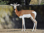 Diese Damagazelle war Mitte Dezember 2010 im Zoo Madrid zu sehen.