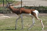 Mhorr-Gazelle (Nanger dama mhorr) am 18.4.2010 im Tierpark Berlin.