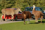 Impression aus dem Zoo Safaripark Stukenbrock.