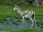 Mittelasiatische Kropfgazelle (Gazella subgutturosa subgutturosa).