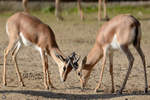  Let's get ready to rumble  denzen sich die Sahara-Dorkasgazellen.