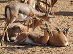 Sahara-Dorkasgazellen genießen die Wintersonne im Zoo Barcelona.