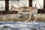 Eine Kropfgazelle (Gazella subgutturosa) scheint etwas Angst vor mir zu haben und will in eine hintere Ecke flchten.