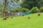 Gmse am Rand der franzsischen Stadt Morez in der Jura, 17.09.2011