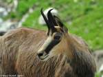 Alpengemse (Rupicapra rupicapra rupicapra) im Zoo Hluboka / Tschechien.