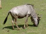 Ein Streifengnu am 2.7.2006 auf der Savanne im Tierpark Kolmrden.