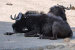 Weischwanzgnus Mitte Dezember 2010 im Zoo Madrid.