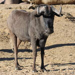 Ein Weischwanzgnu Mitte Dezember 2010 im Zoo Madrid.