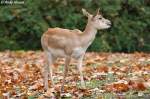 Hirschziegenantilope.