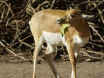 Eine Hirschziegenantilope im Dortmunder Zoo.