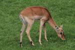 Impala (Aepyceros melampus) am 25.9.2010 im Toronto Zoo.