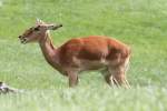 Impala (Aepyceros melampus) am 25.9.2010 im Toronto Zoo.