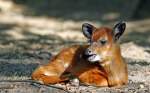 Junges Sitatunga