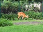 Wasserkudu (Sitatunga) im Serengetipark, 9.9.15