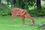 Wasserkudu (Sitatunga) im Serengetipark, 9.9.15 