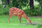 Wasserkudu (Sitatunga) im Serengetipark, 9.9.15 