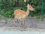 Wasserkudu (Sitatunga) im Serengetipark, 9.9.15 