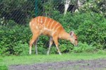 Wasserkudu (Sitatunga) im Serengetipark, 9.9.15 