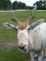 Keine gute Kinderstube: Ein groer Kudu bohrt in der Nase im Serengetipark, 9.9.15 