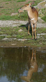 Ein Tiefland-Nyala im Zoom Gelsenkirchen (September 2009)