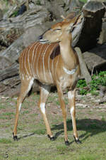 Ein stolzes Tiefland-Nyala im Zoom Gelsenkirchen.