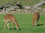 Tiefland-Nyala´s im Zoom Gelsenkirchen.