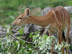 Ein Tiefland-Nyala beim Fressen im Zoom Gelsenkirchen.