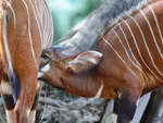 Ostafrikanische Bongos im Zoo Duisburg.