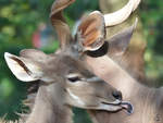 Groe Kudus im Zoo Duisburg.