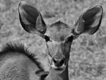 Ein Kudu-Portrait Anfang Juli 2018 im Zoo Aalborg.