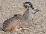 Ein Groer Kudu im Zoom Gelsenkirchen.