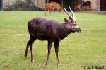 Westlicher Sitatunga-Bock