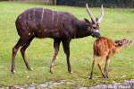 Die Sitatunga, auch Wasserkudu, Sumpfbock oder Sumpfantilope genannt, ist eine afrikanische Antilope.