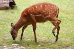 Westliche Sitatunga