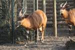 Westliche Sitatunga (Tragelaphus spekii gratus)am 10.3.2010 im Zoo Berlin.