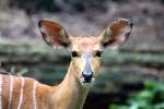 Nyala (Tragelaphus angasii) im Singapore Zoo am 11.Mai 2010.