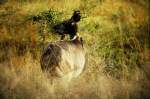 Eine Antilope im Sabi Sabi Private Game Reserve 1990 im Sabi Sabi Private Game Reserve in Sdafrika