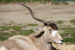 Mendesantilope oder Addax (Addax nasomaculatus) im Tierpark Berlin.