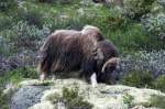 Ein Moschusochse im Dovrefjell; 23.06.2013