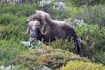 Ein Moschusochse im Dovrefjell; 23.06.2013