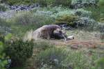 Ein Moschusochse im Dovrefjell; 23.06.2013