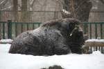 Ein Alaska-Moschusochse oder auch Barren-Ground-Moschusochse (Ovibos moschatus moschatus) ruht sich im Schnee aus.