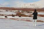 Moschusochsen sind wildlebende Paarhufer und bewohnen die Tundra.